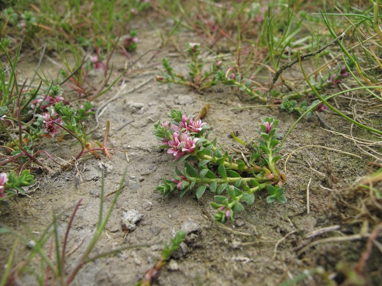 Glaux maritima
